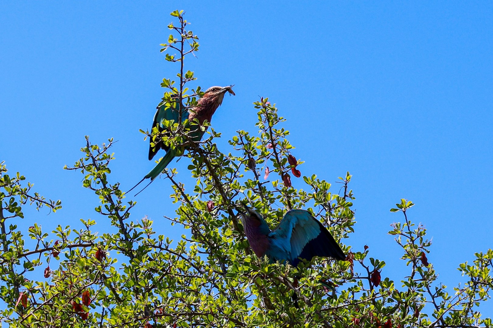 Two lilac-breasted rollers - Photo Credit: Photo by Hendrik Prinsloo on Unsplash