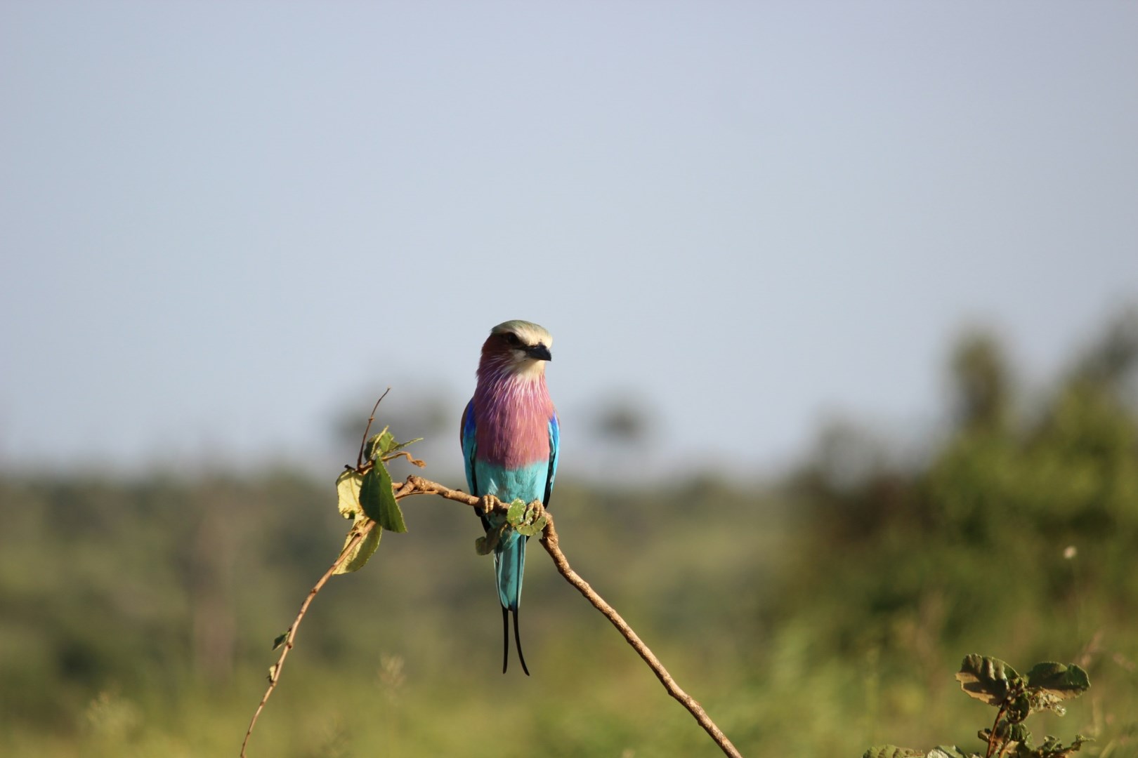 Lilac Breasted Roller - Photo Credit: Photo by CLARA METIVIER BEUKES on Unspla