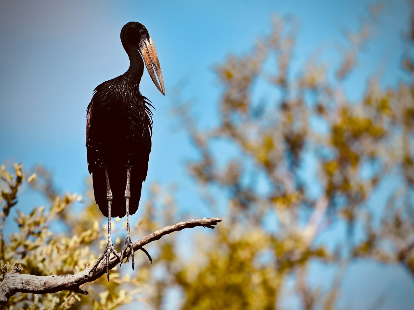 African Openbill Stork - Photo Credit: Photo by Mark Stoop on Unsplash