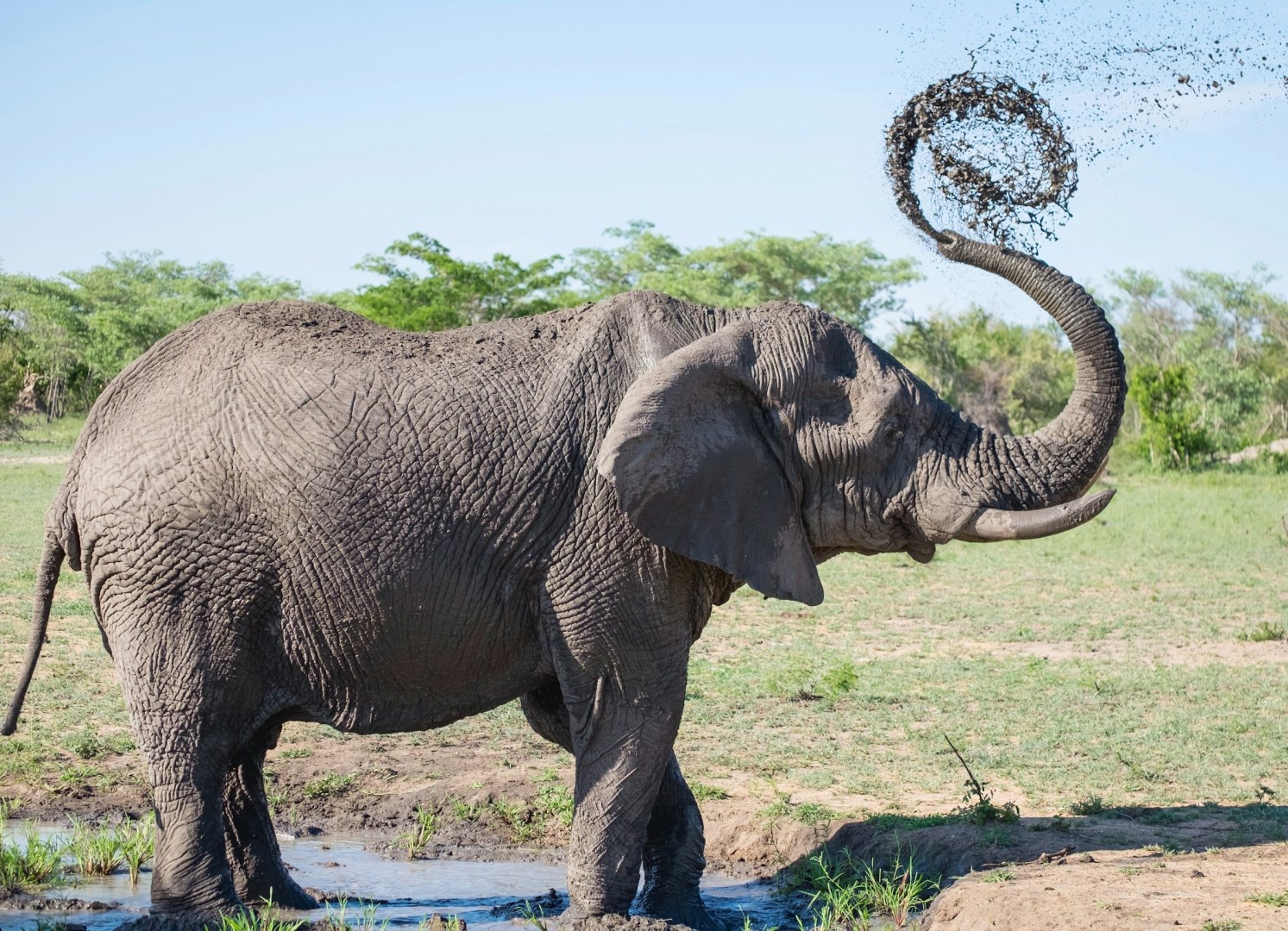 Elephant - Photo Credit: Photo by Andrew Rice on Unsplash