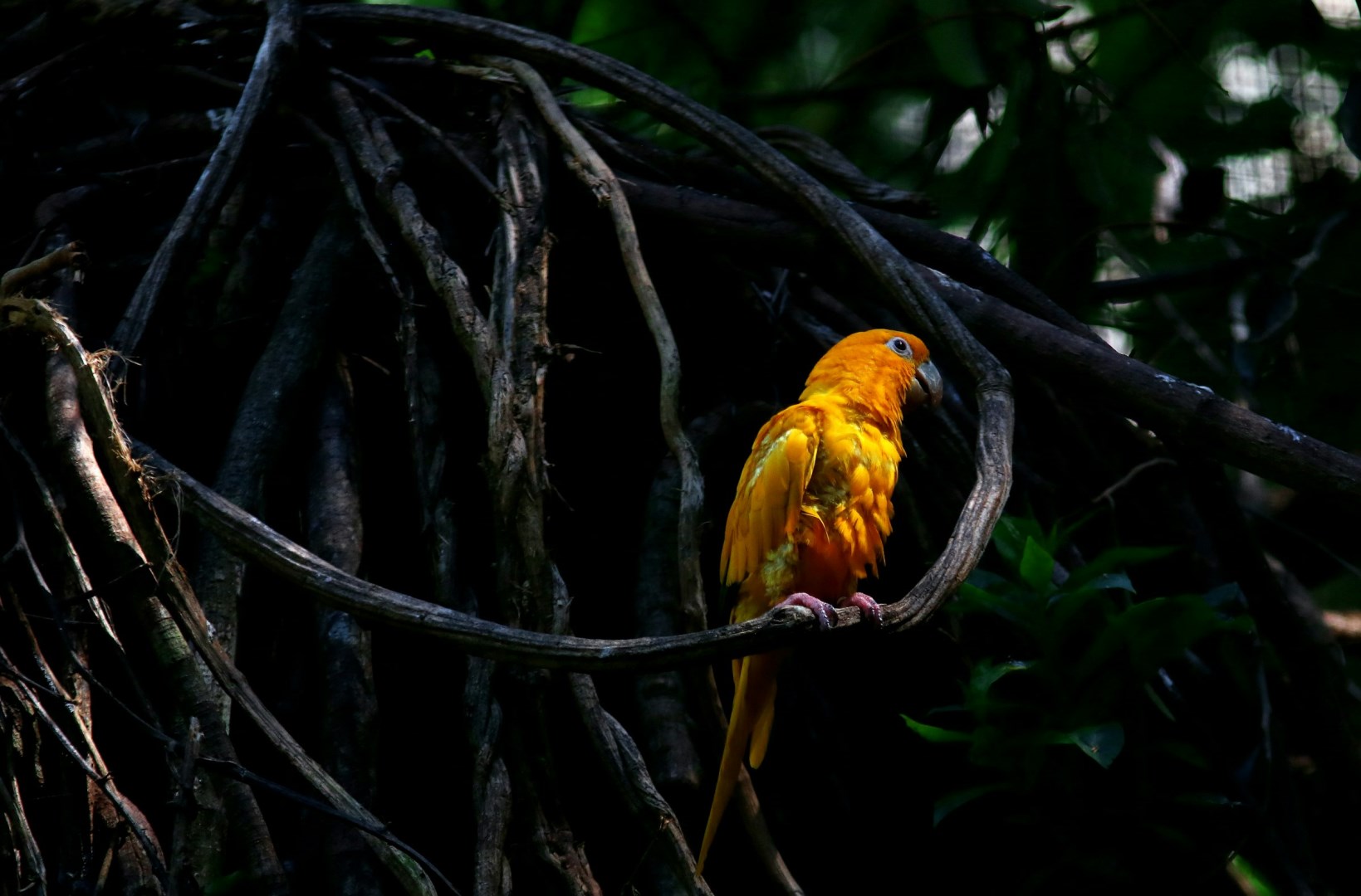 Yellow Macaw at Parque das Aves - Photo Credit: Photo by Vladimir Soares on Unsplash