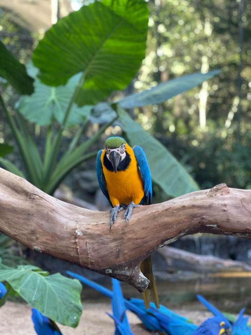  Photo Credit: Photo by Lukas Souza on Unsplash