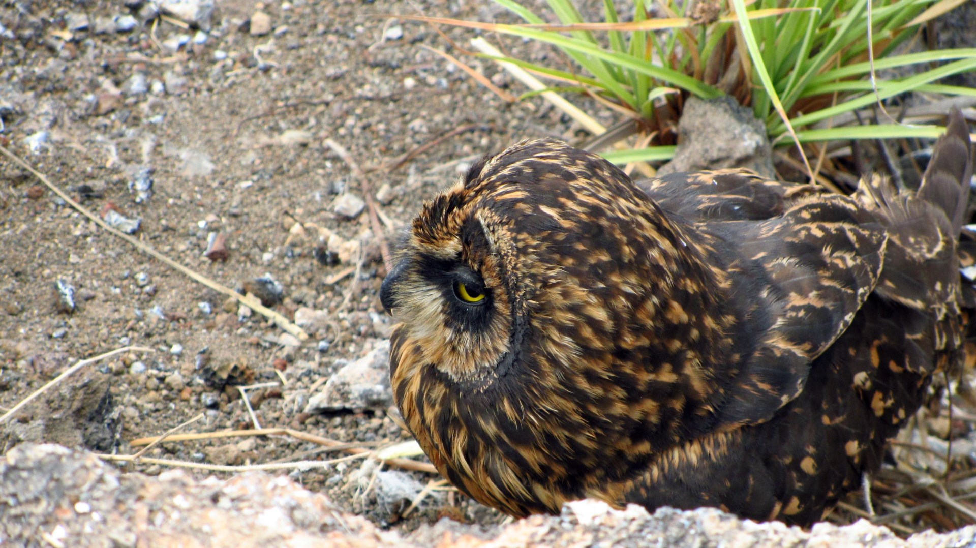 Short-eared Owl - Photo Credit: Photo by claumoho from Wikimedia