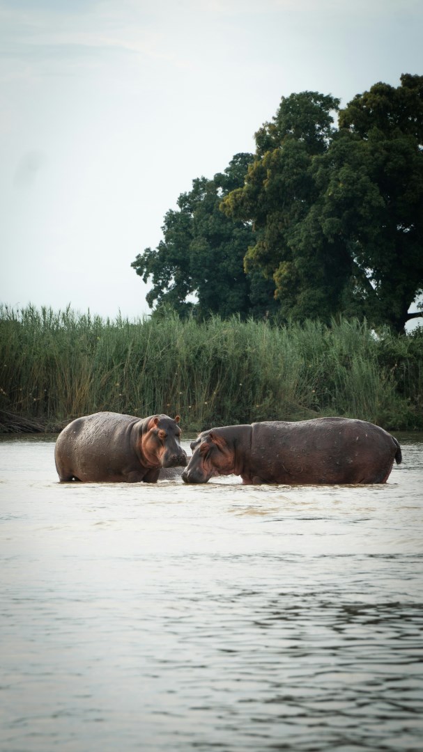 Selous Game Reserve