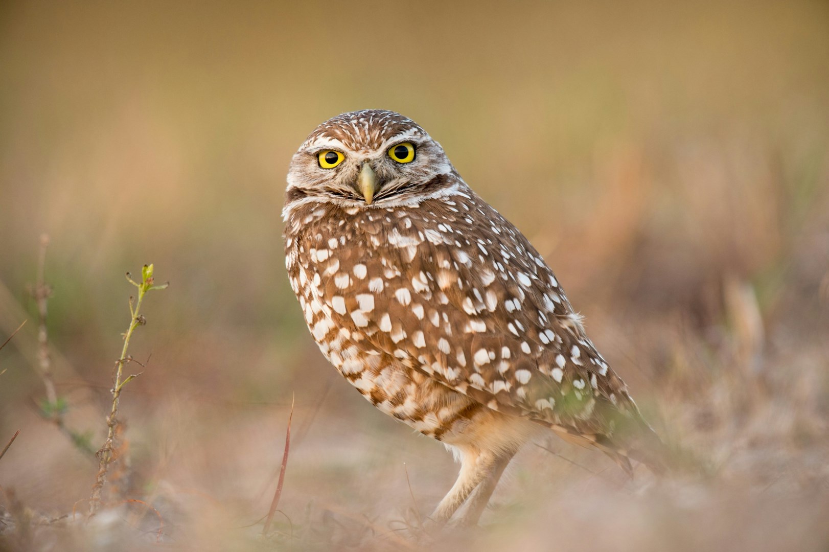Florida Burrowing Owl - Photo Credit: Photo by Ray Hennessy on Unsplash