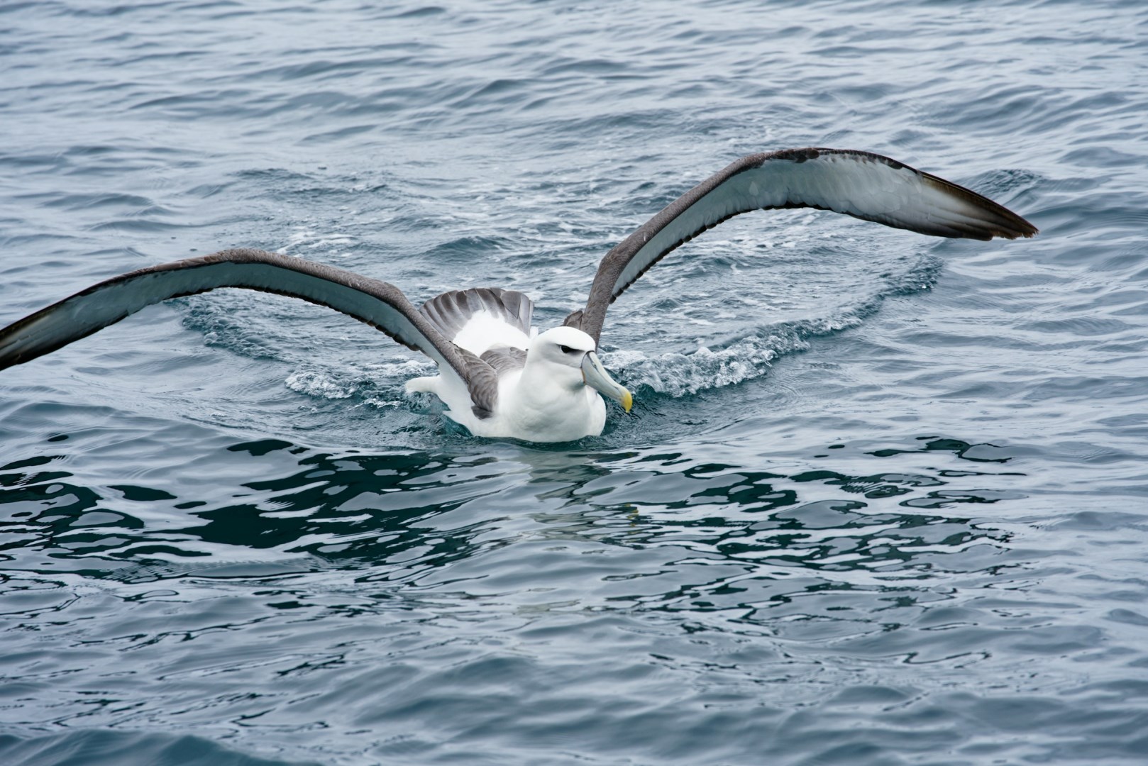 Albatross - Photo Credit: Photo by Colin Watts on Unsplash