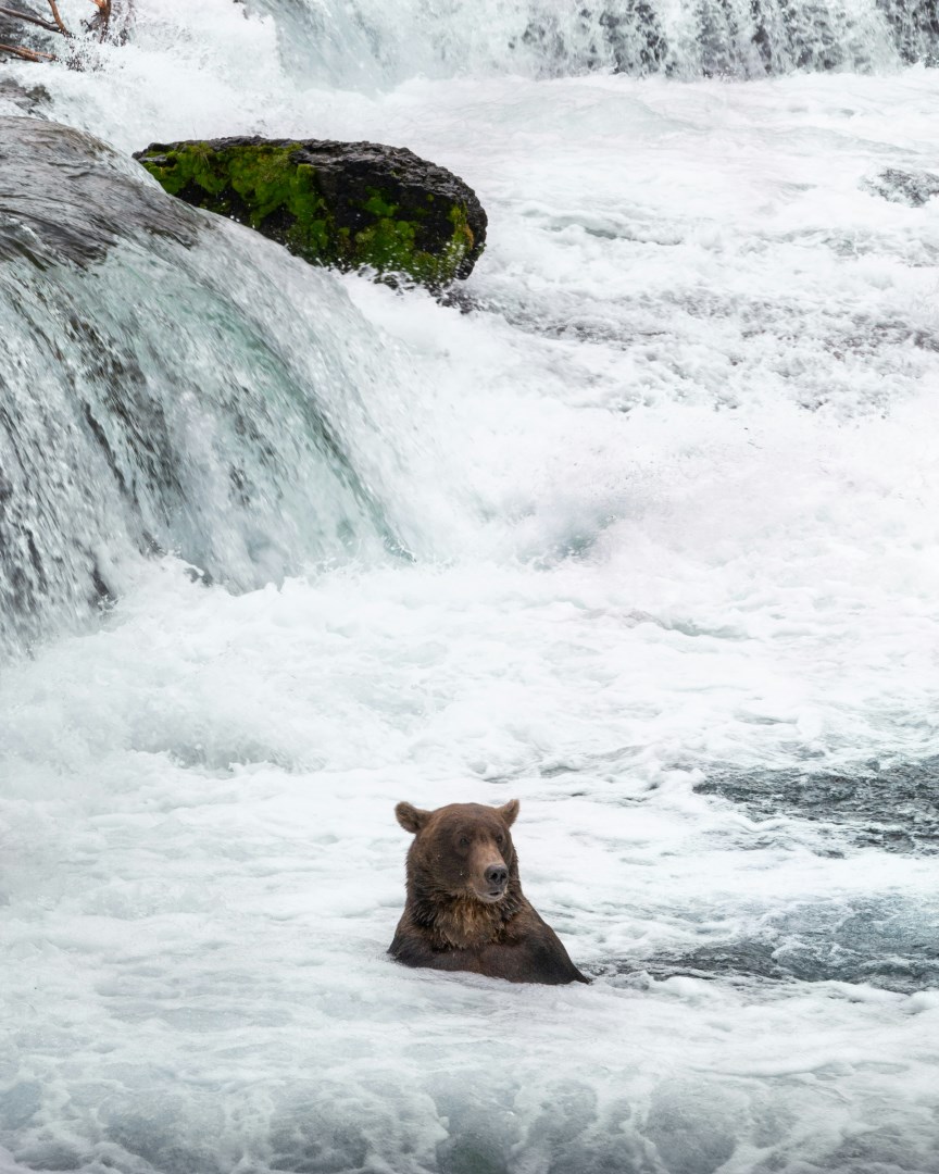 Brooks Falls - Photo Credit: Photo by Pietro Donà on Unsplash