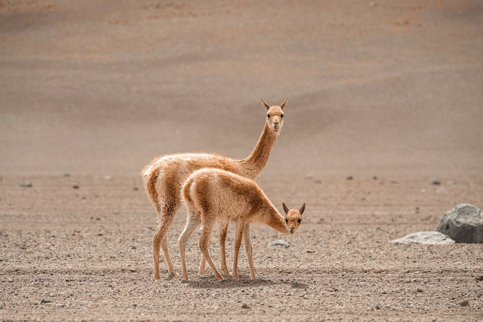  Photo Credit: Photo by Mauro Lima on Unsplash