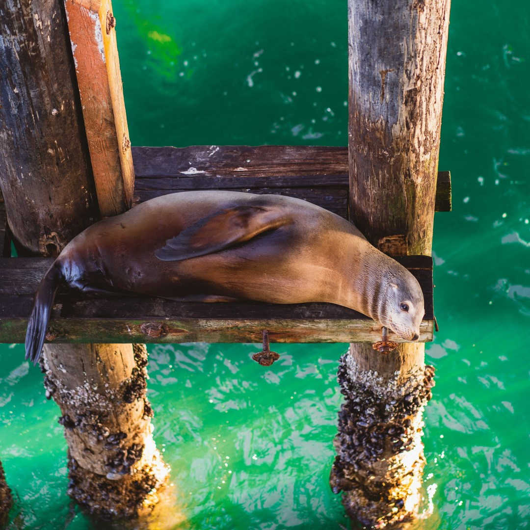 Santa Cruz
