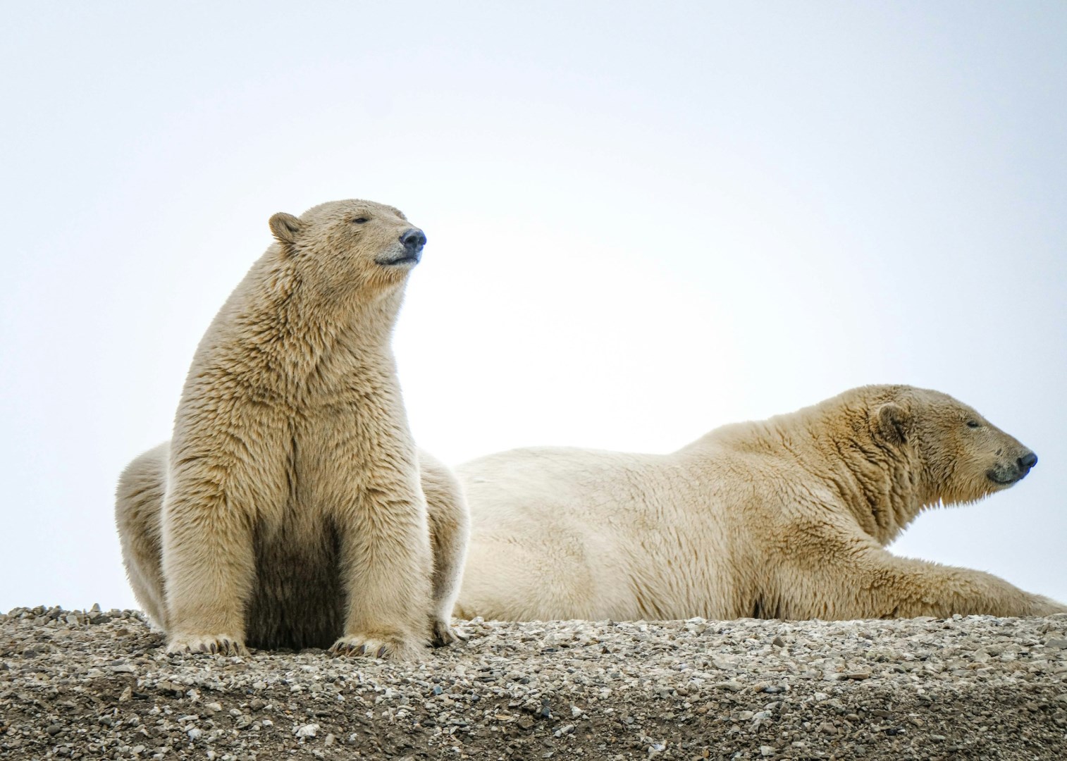 Polar Bears - Photo Credit: Photo by Francesco Ungaro on Unsplash