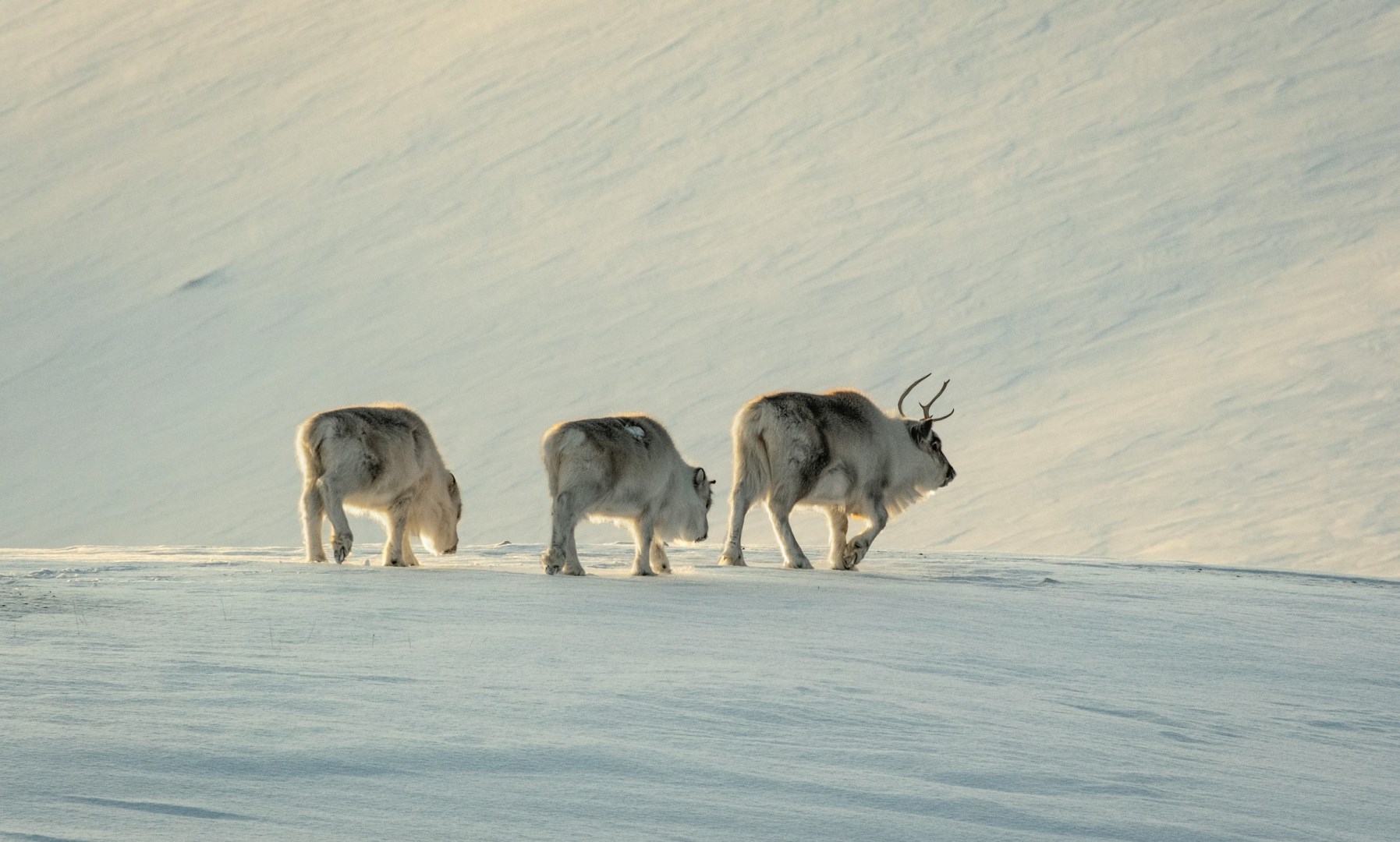  Photo Credit: Photo by Fredrik Solli Wandem on Unsplash