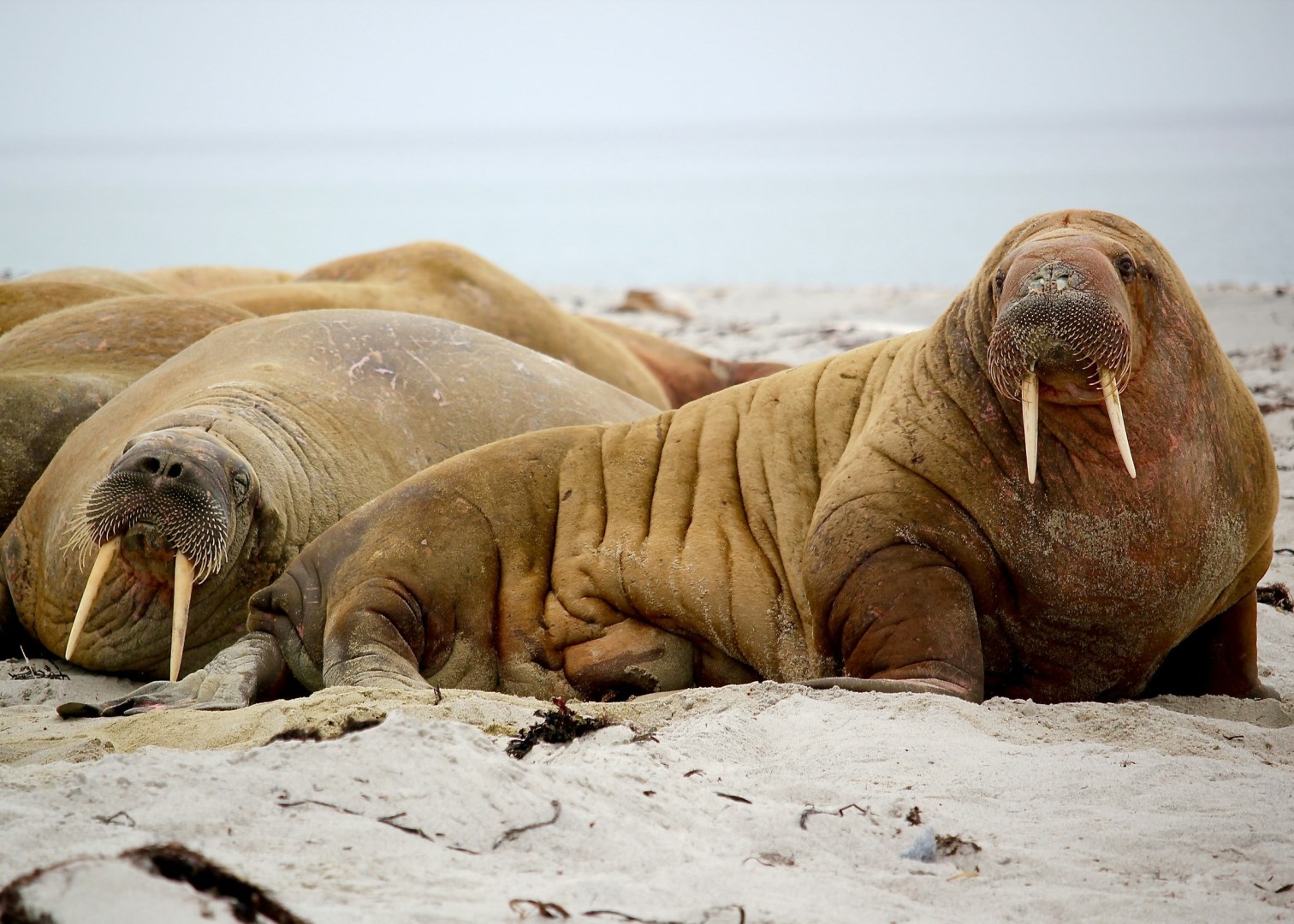 Walrus at Smeerenburgbreen - Photo Credit: Photo by Jay Ruzesky on Unsplash