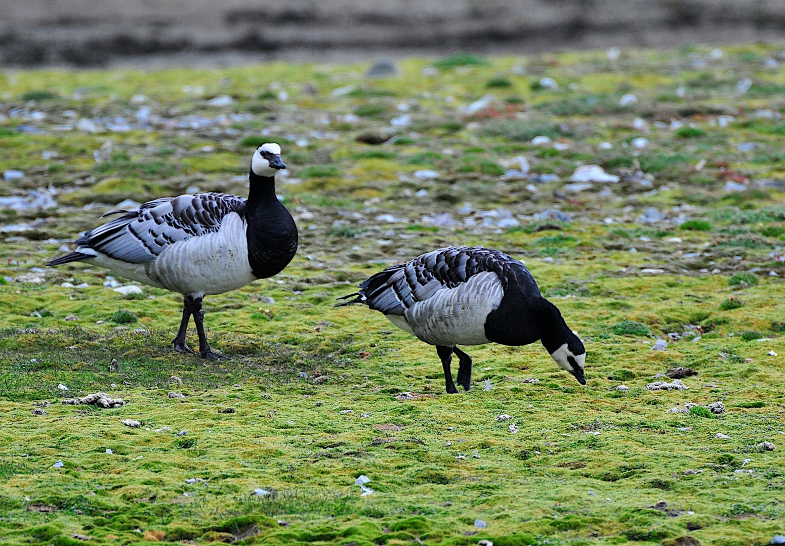 Barnacle goose - Photo Credit: Photo by Jacek Urbanski on Unsplash