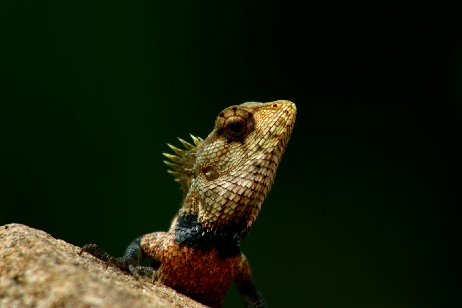  Photo Credit: Photo by Ryan Pandithasekara on Unsplash