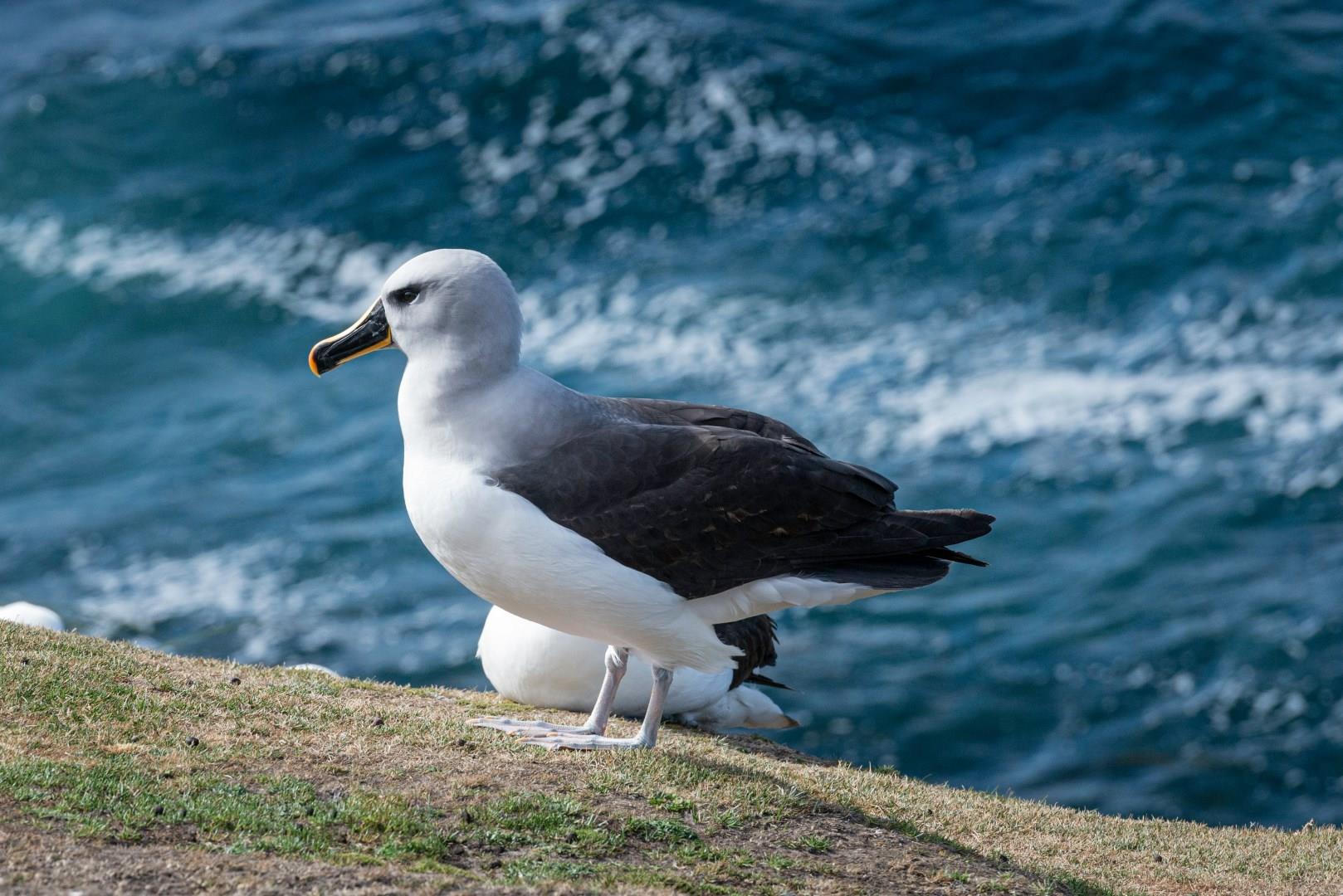 Saunders Island
