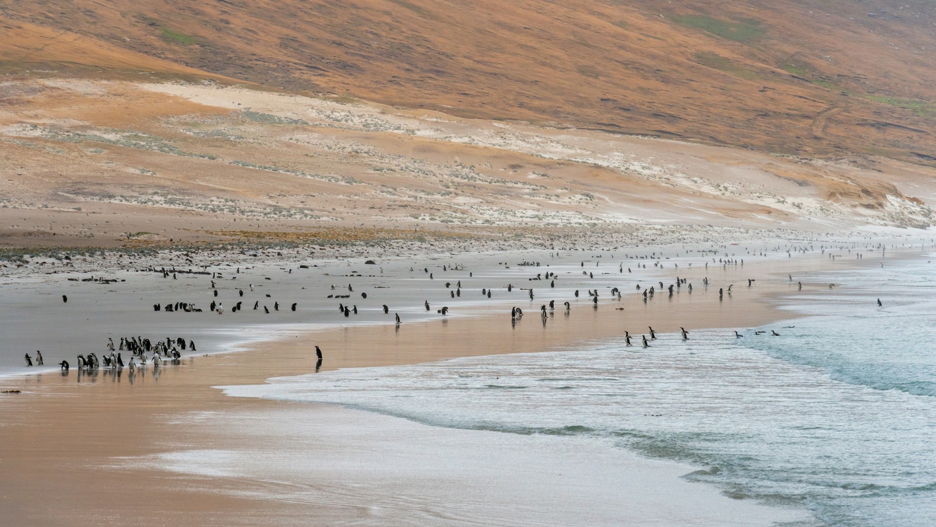 Saunders Island