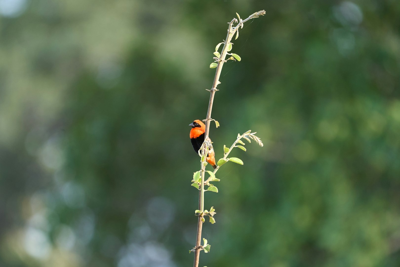  Photo Credit: Photo by Dmitrii Zhodzishskii on Unsplash
