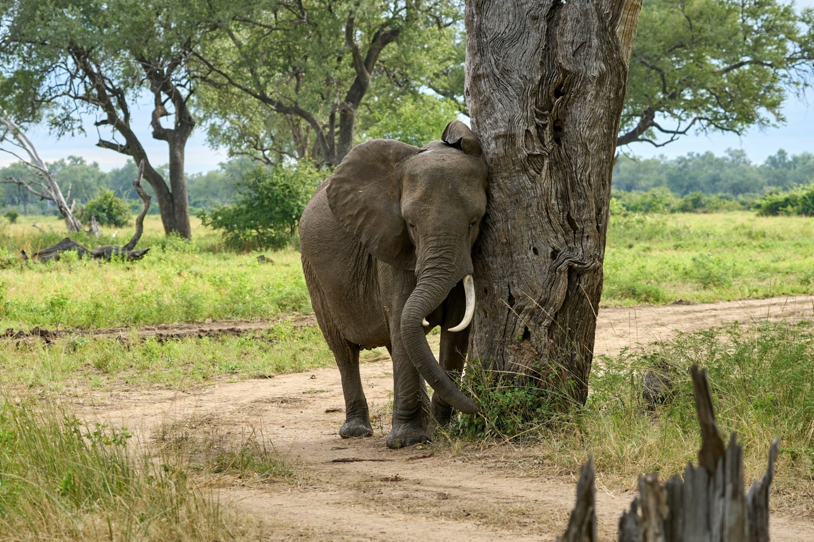 Elephant - Photo Credit: Photo by Dmitrii Zhodzishskii on Unsplash