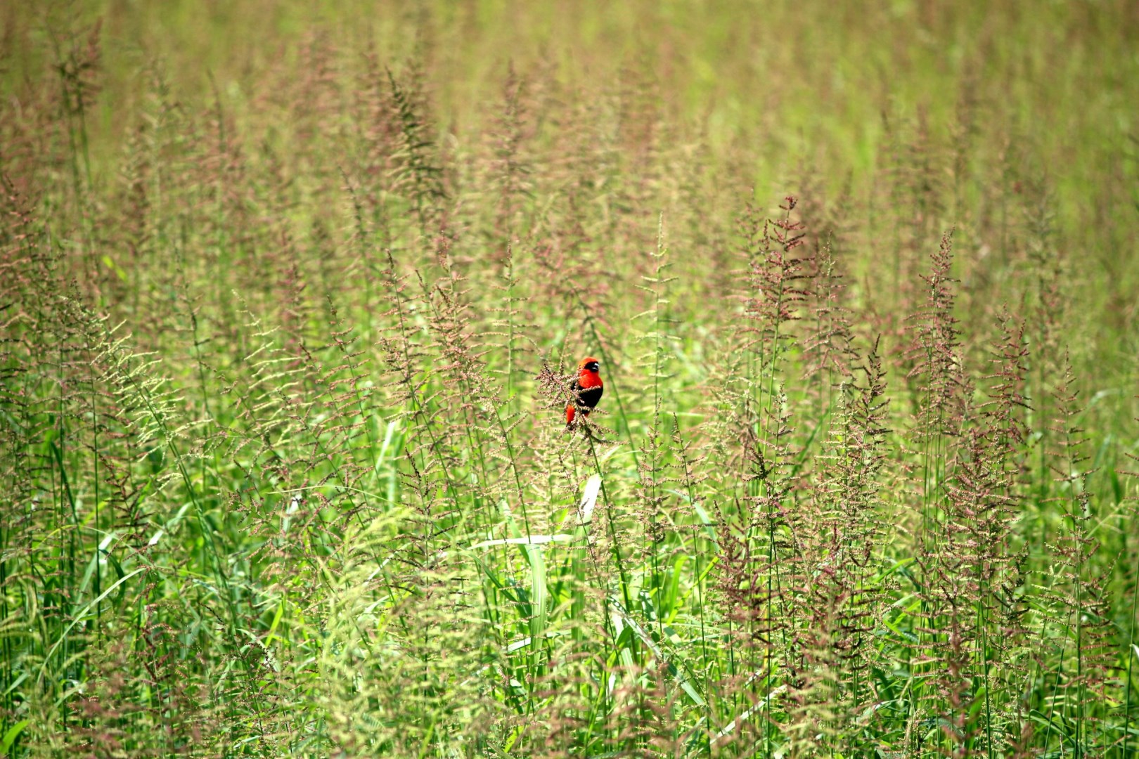  Photo Credit: Photo by Henning Borgersen on Unsplash