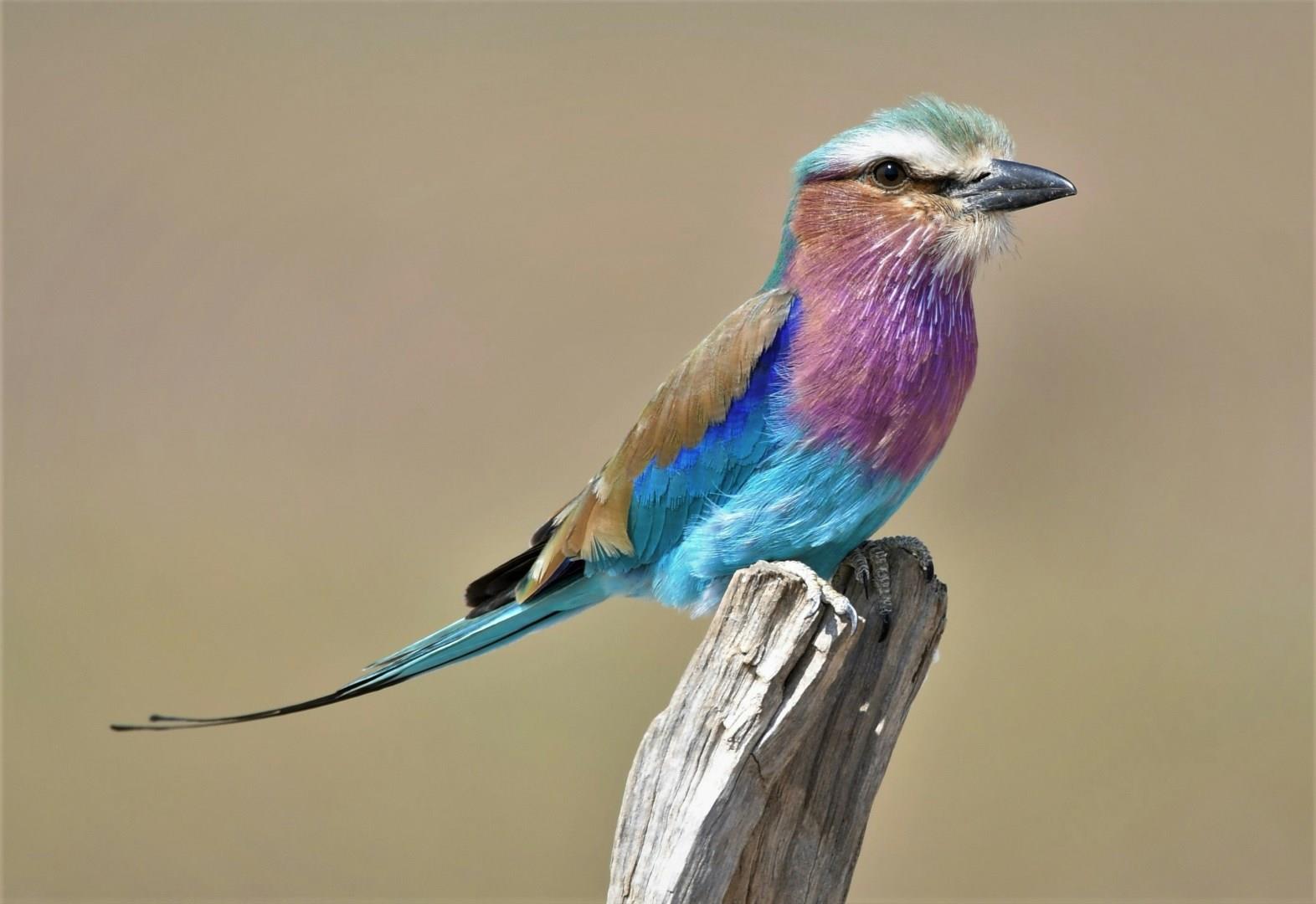  Photo Credit: Catherine Merlin