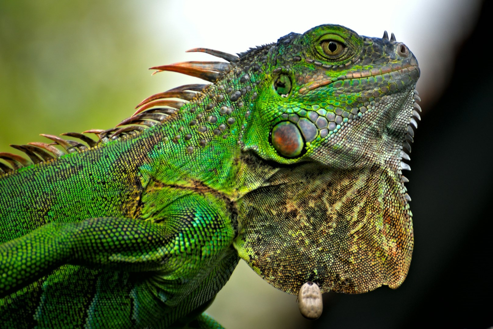Iguana - Photo Credit: Photo by Roberto Brambilla on Unsplash
