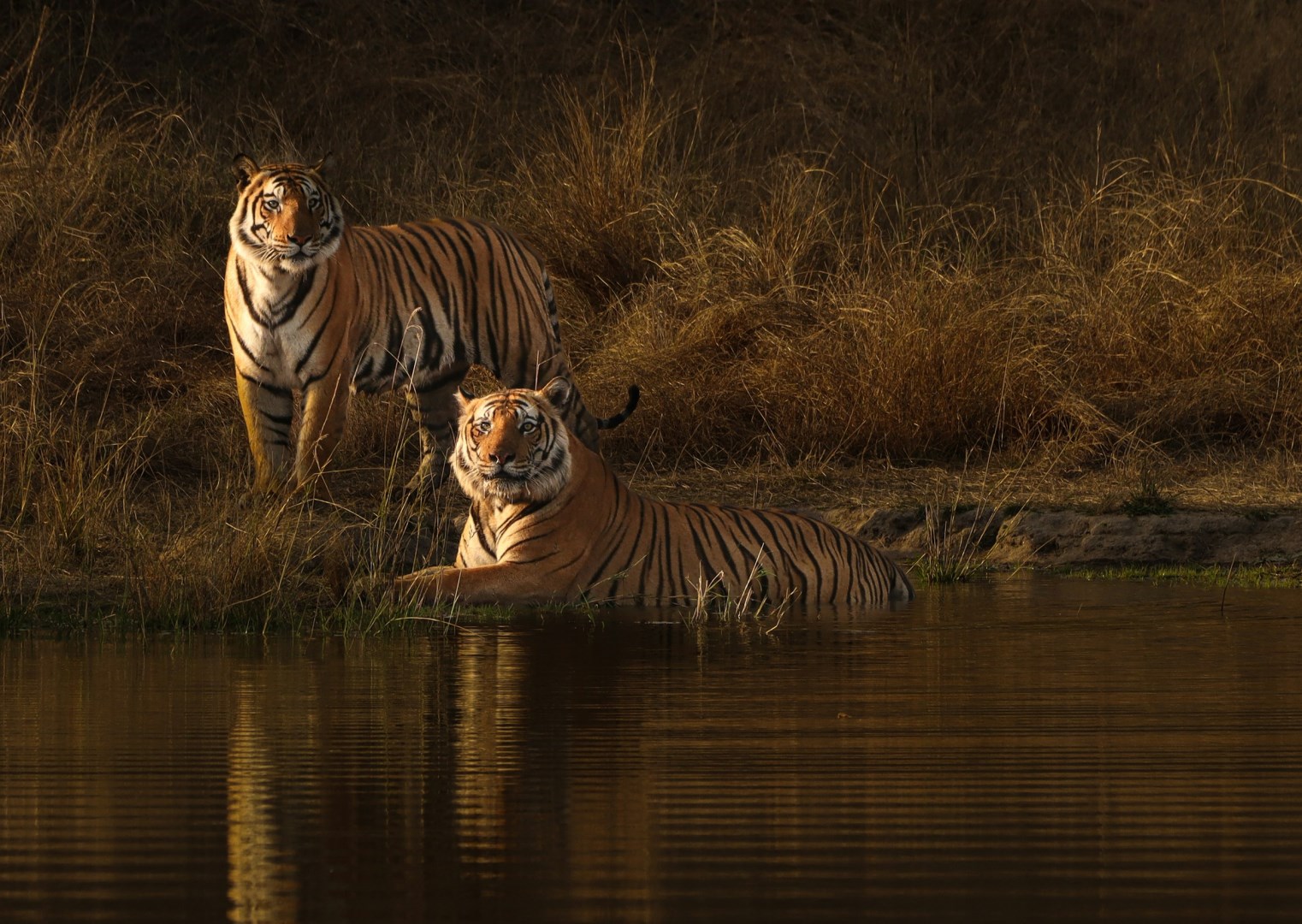 Bandhavgarh National Park