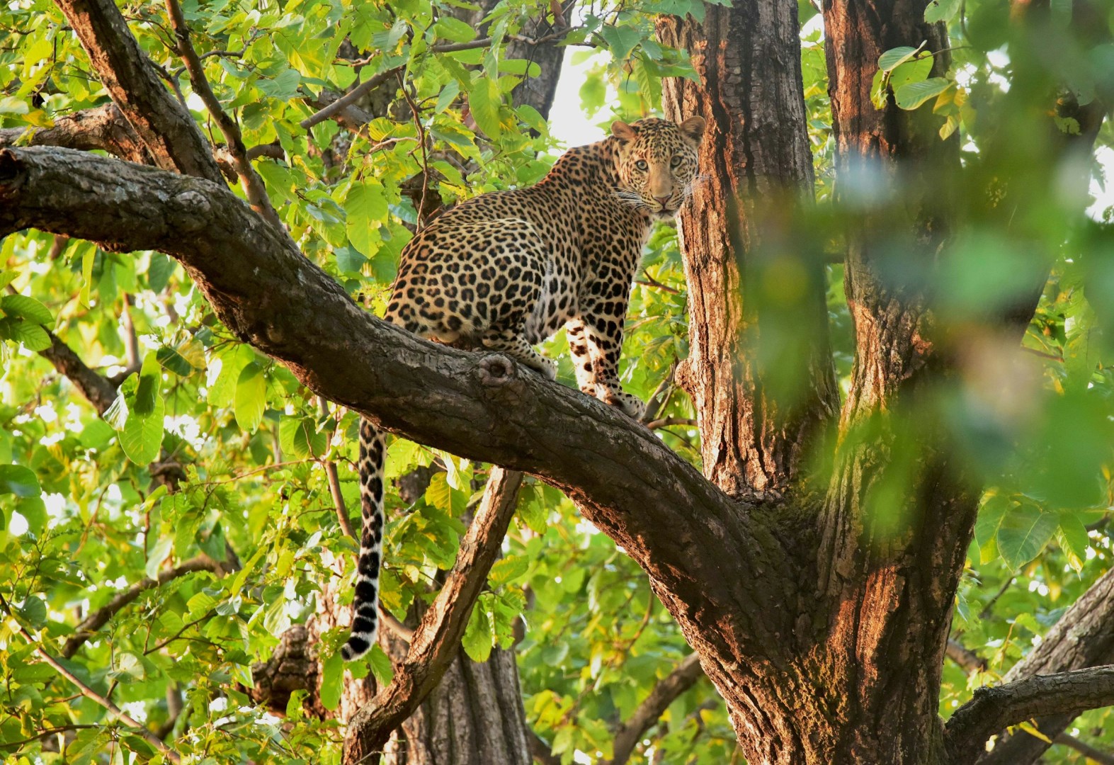Leopard - Photo Credit: Photo by Syna Tiger Resort on Unsplash