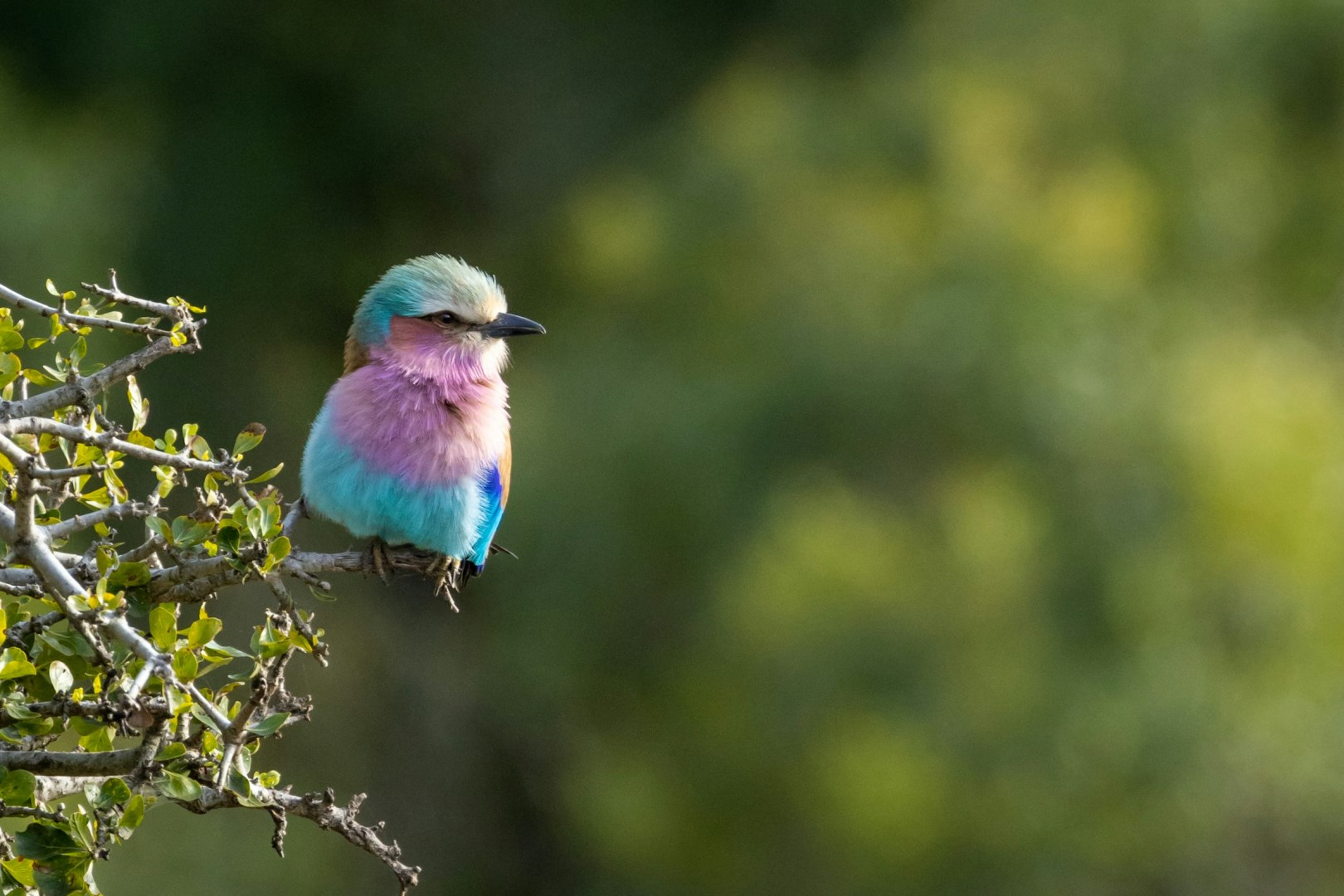 Lilac-breasted roller - Photo Credit: Photo by Ian Mackey on Unsplash