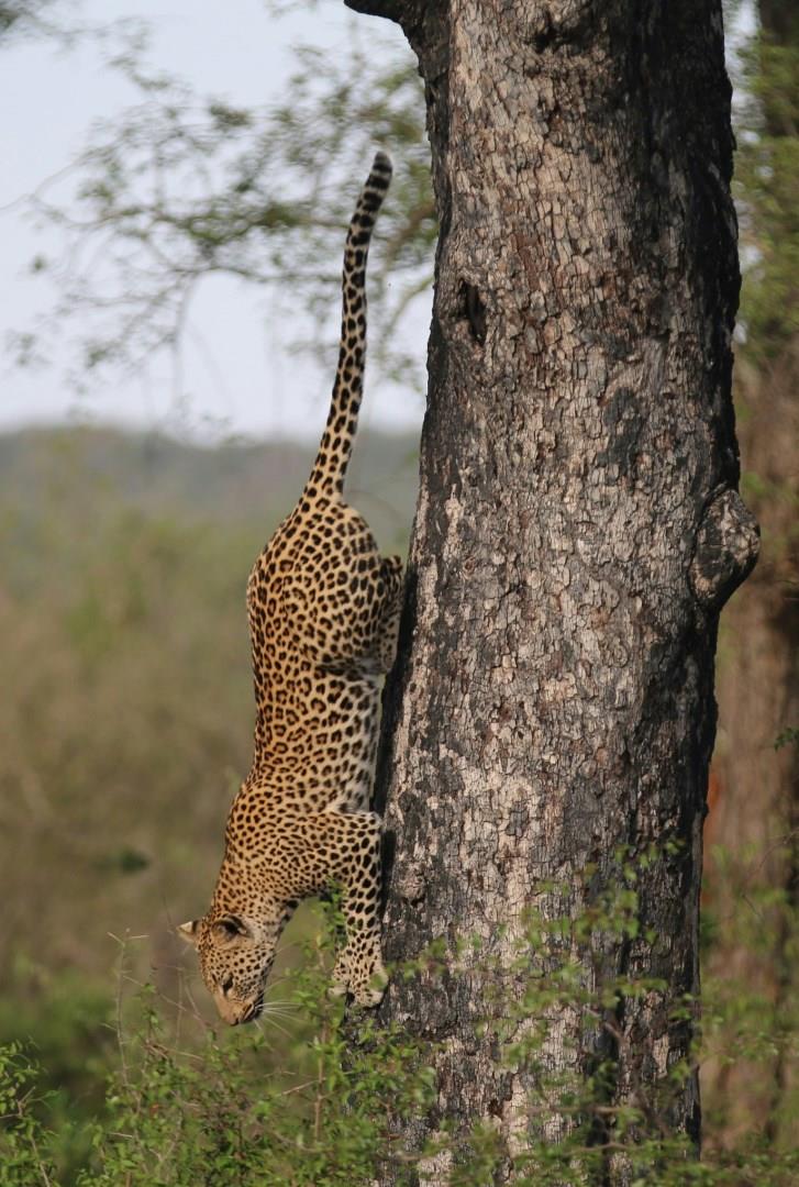 Sabi Sand Nature Reserve