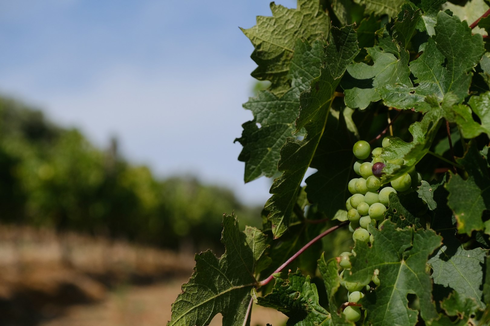 Cape Winelands