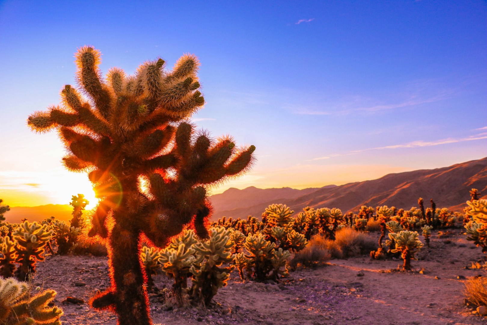 Joshua Tree National Park