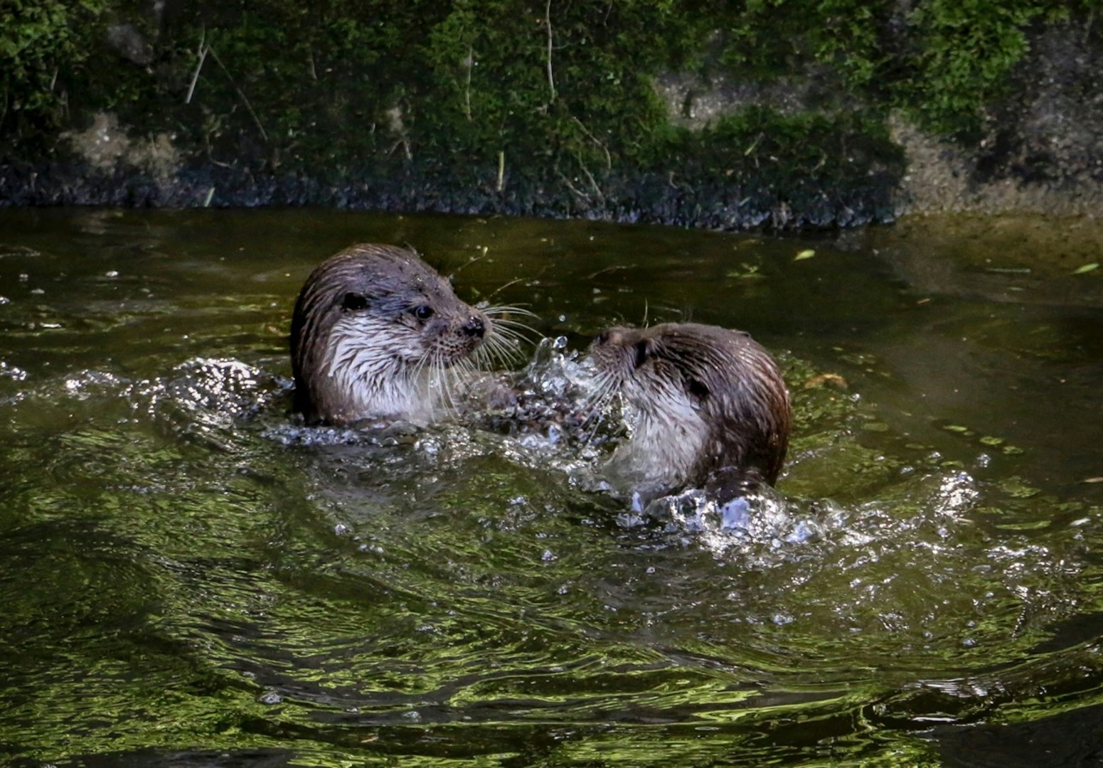 Dartmoor Otter Sanctuary - Photo Credit: Photo by Ray Harrington on Unsplash