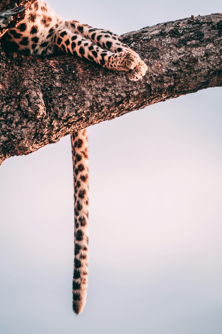 Manyeleti Game Reserve