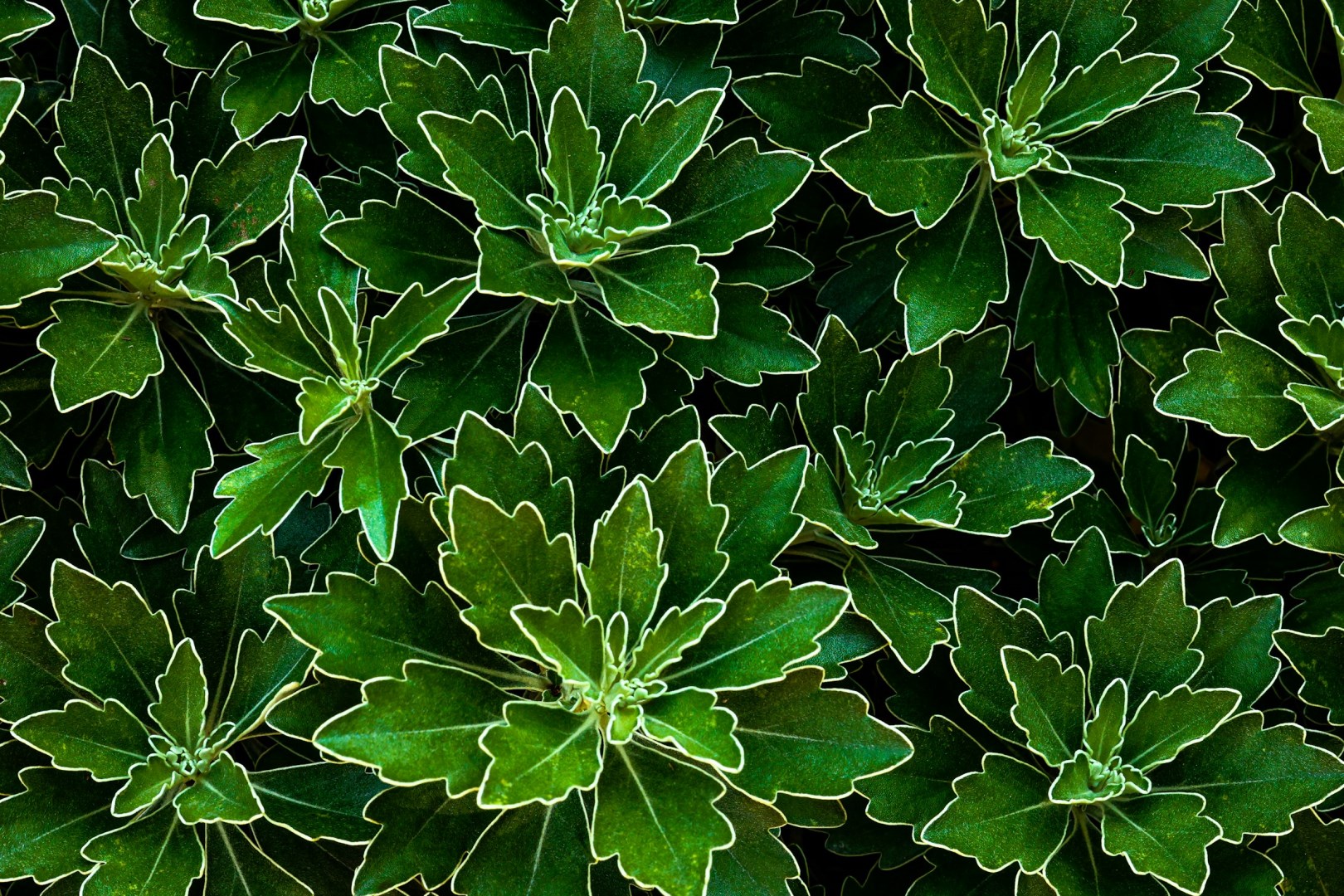 Brooklyn Botanic Garden - Photo Credit: Photo by Sergei Lushchik on Unsplash