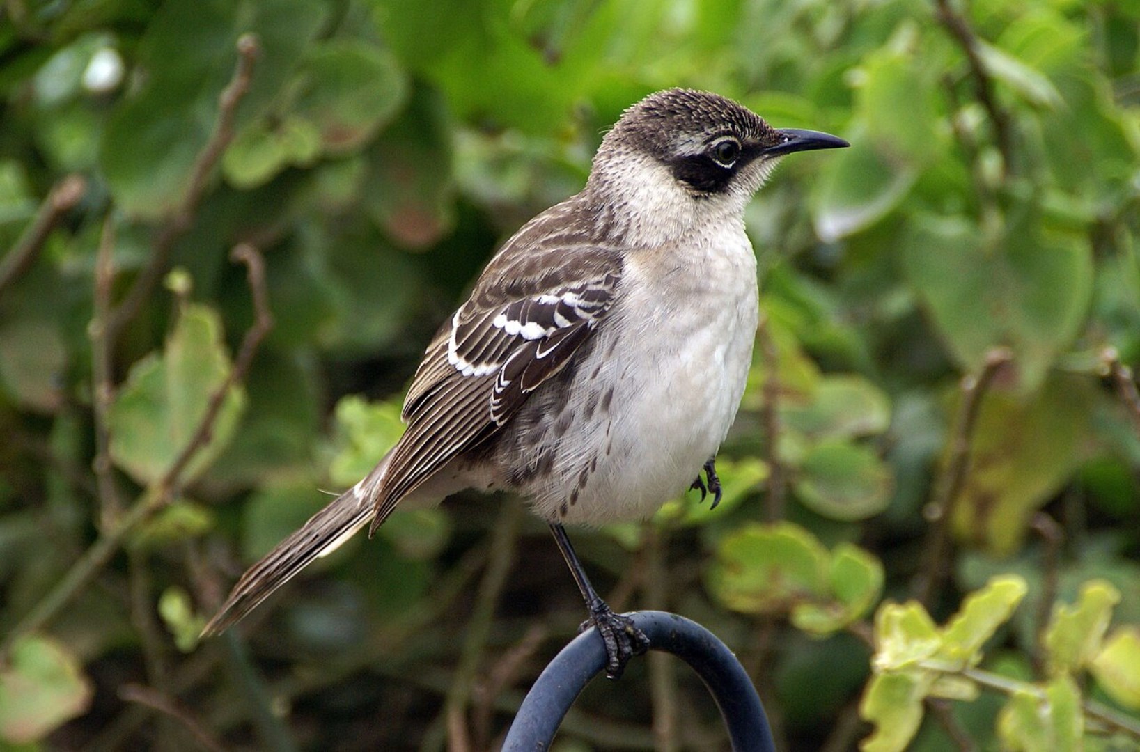 Galápagos Mockingbird - Photo Credit: Photo by putneymark on Wikimedia