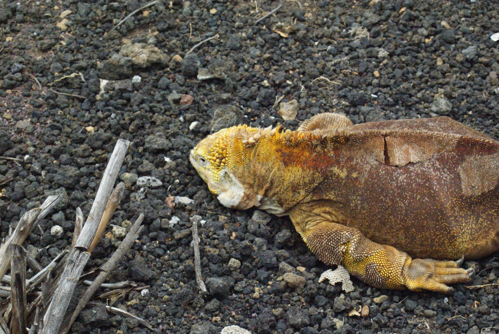 Galapagos Land Iguana (Conolophus subcristatus) - Photo Credit: Photo by Dallas Krentzel from Wikimedia