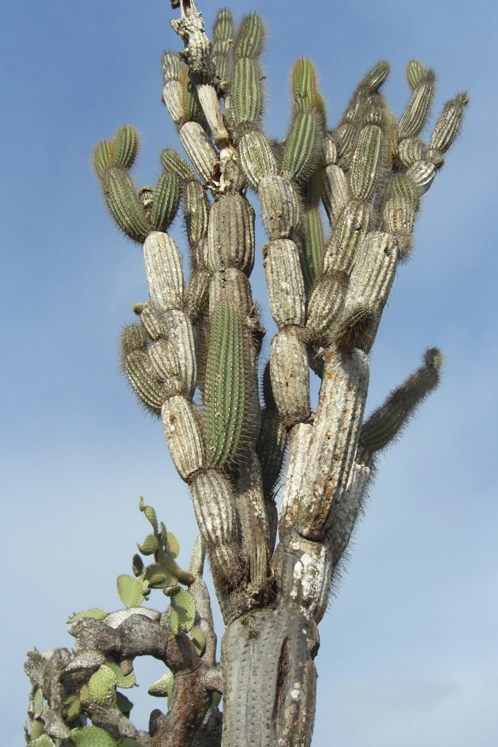  Photo Credit: Photo by Jason Hollinge from Wikimedia