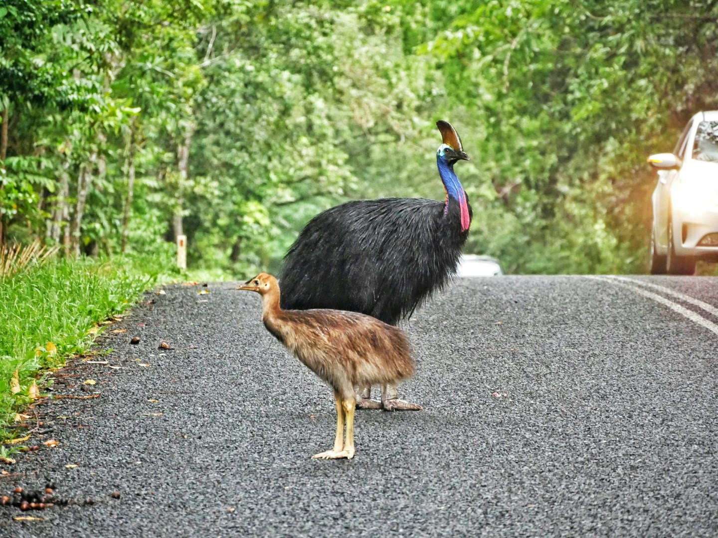 Cassowary - Photo Credit: Photo by Jesper van der Pol on Unsplash