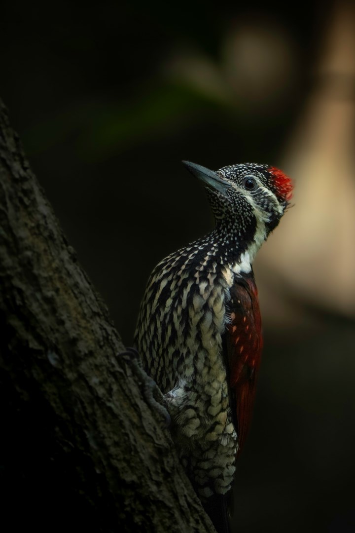  Photo Credit: Photo by Prasad Wijepala on Unsplash