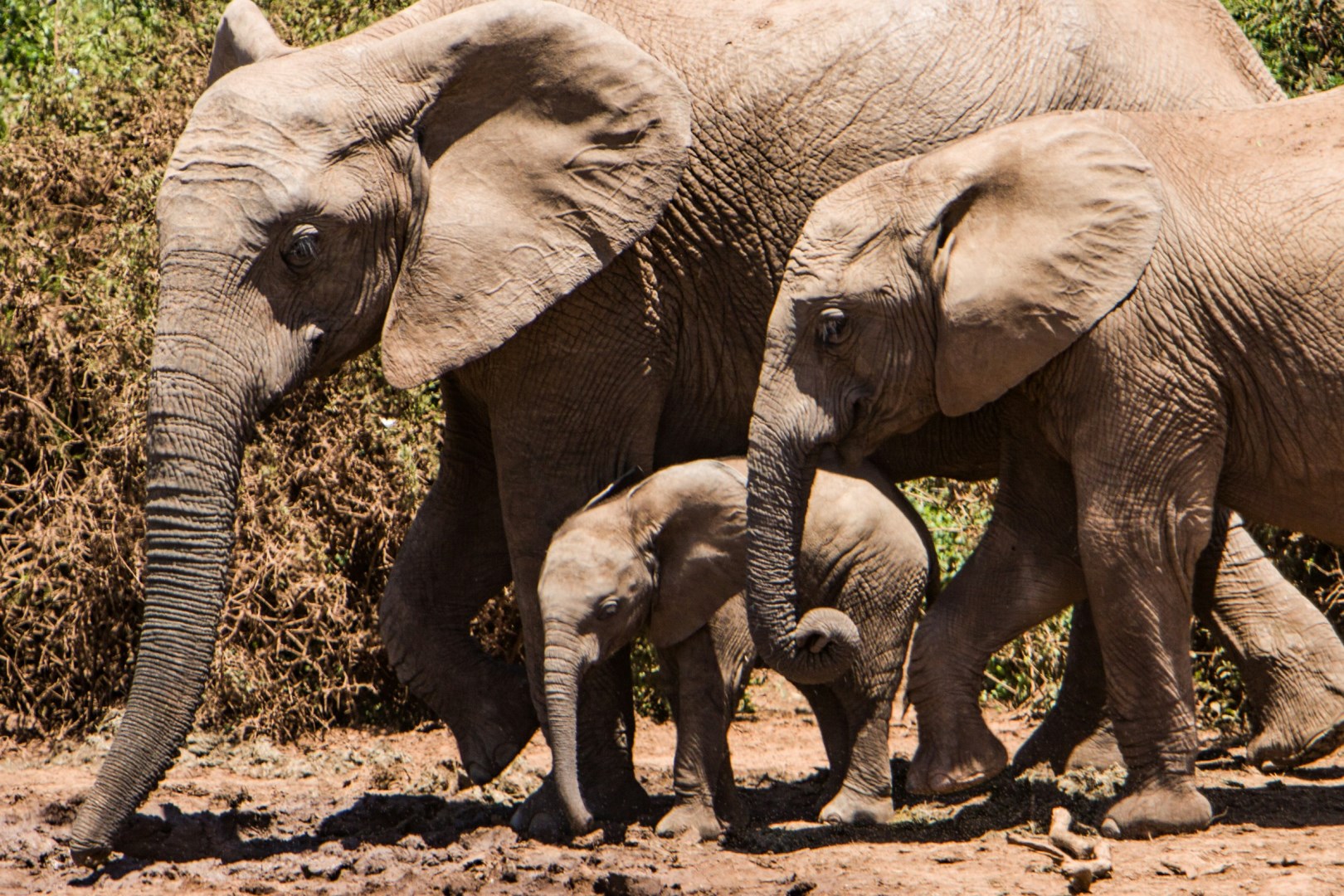 Elephants - Photo Credit: Photo by Tobin Rogers on Unsplash
