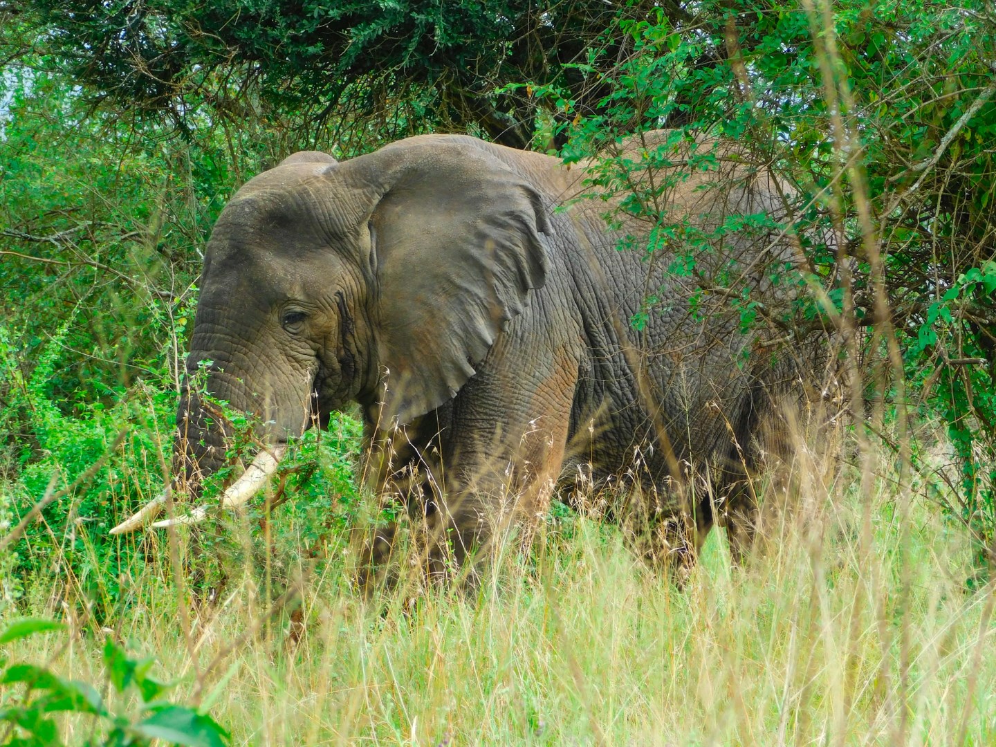 Elephant - Photo Credit: Photo by Emmy Shingiro on Unsplash