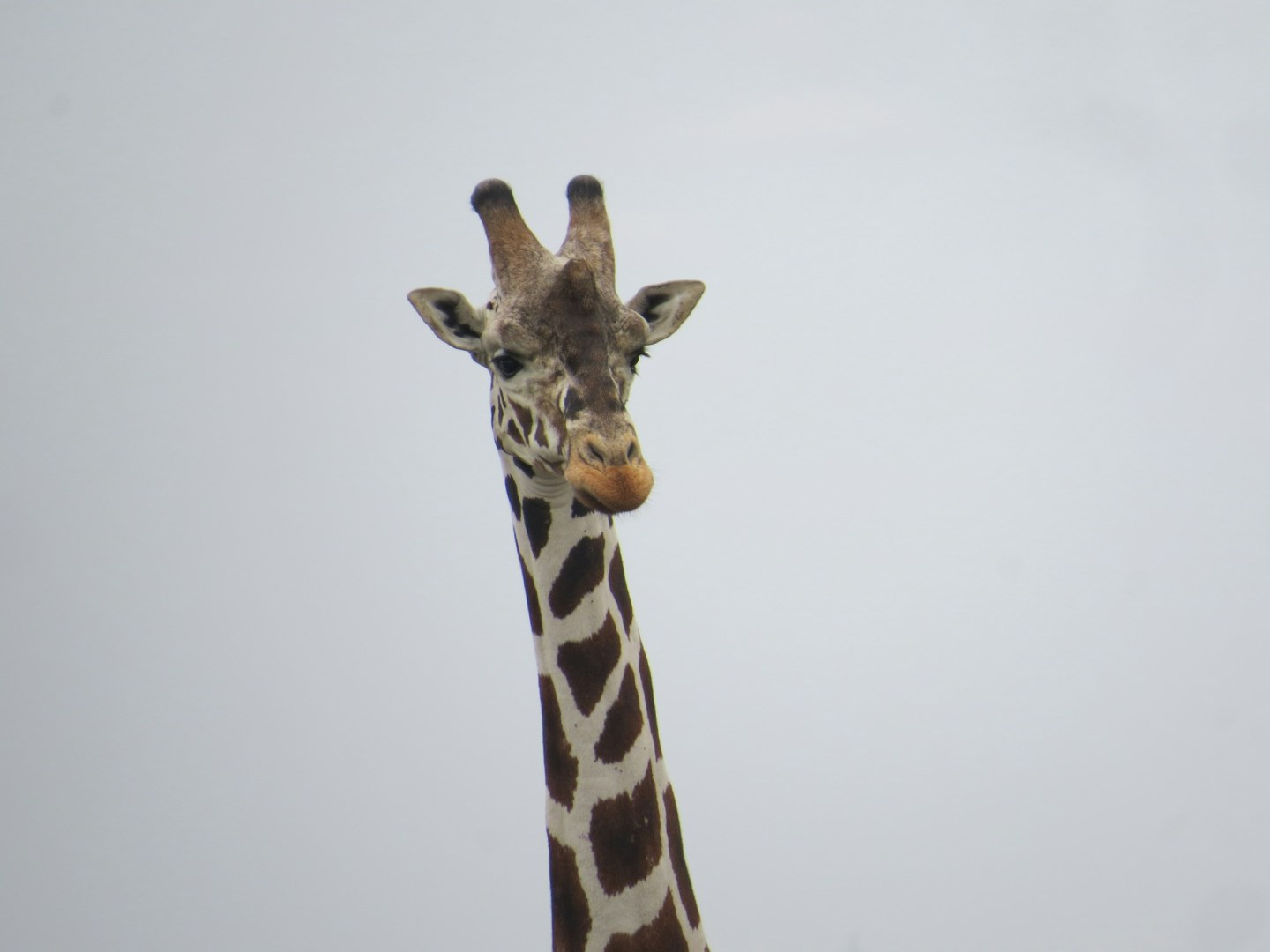  Photo Credit: Photo by Melissa van Niekerk on Unsplash