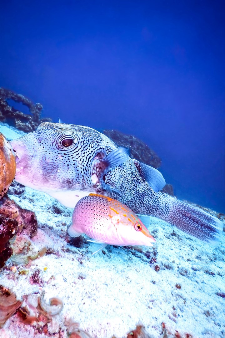 White-spotted Puffer-fish - Photo Credit: Photo by Frans Daniels on Unsplash