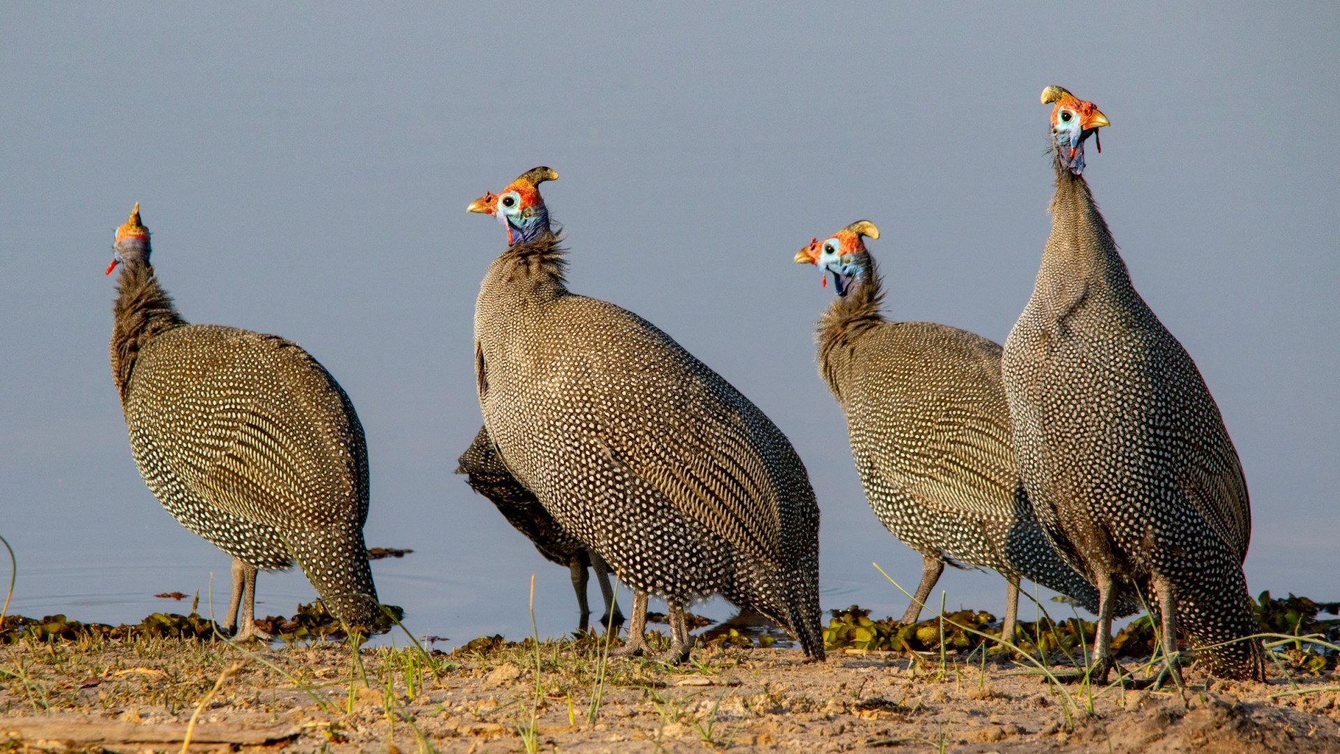 Helmeted guineafowl - Photo Credit: Photo by Duncan McNab on Unsplash