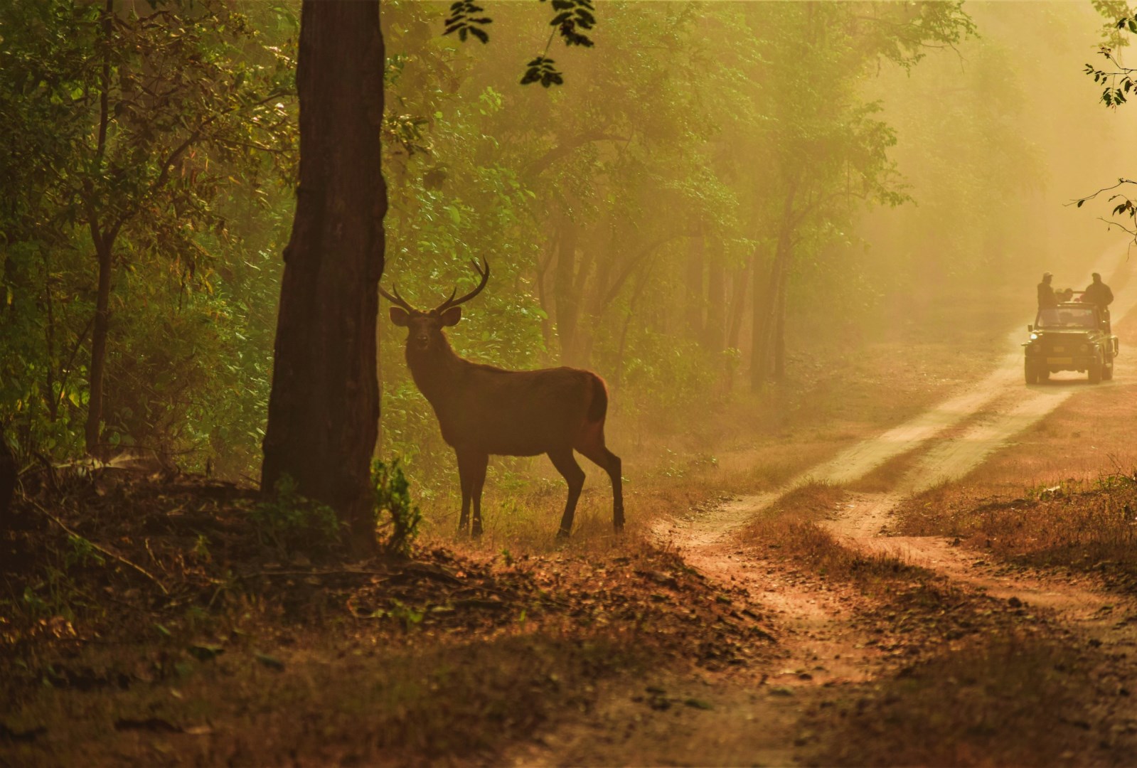 Kanha Tiger Reserve