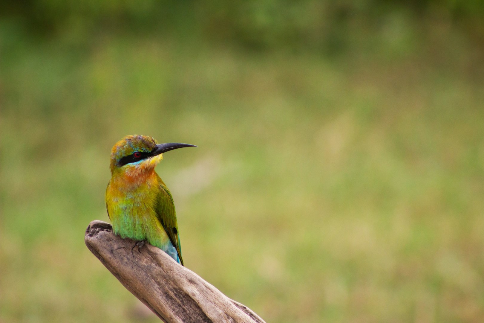 Blue-Tailed Bee-Eater - Photo Credit: Photo by Marc Eggert on Unsplash