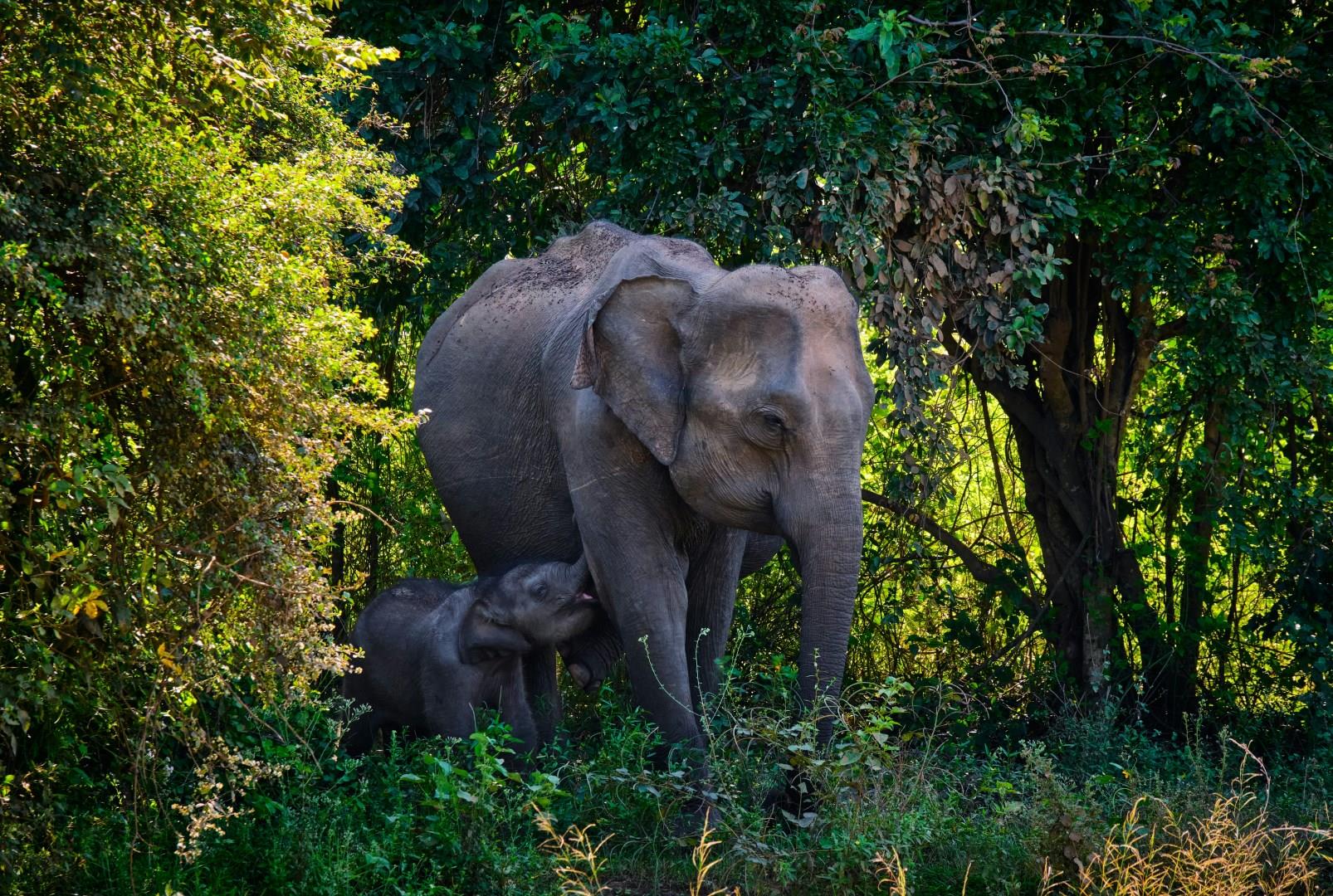 Udawalawe National Park