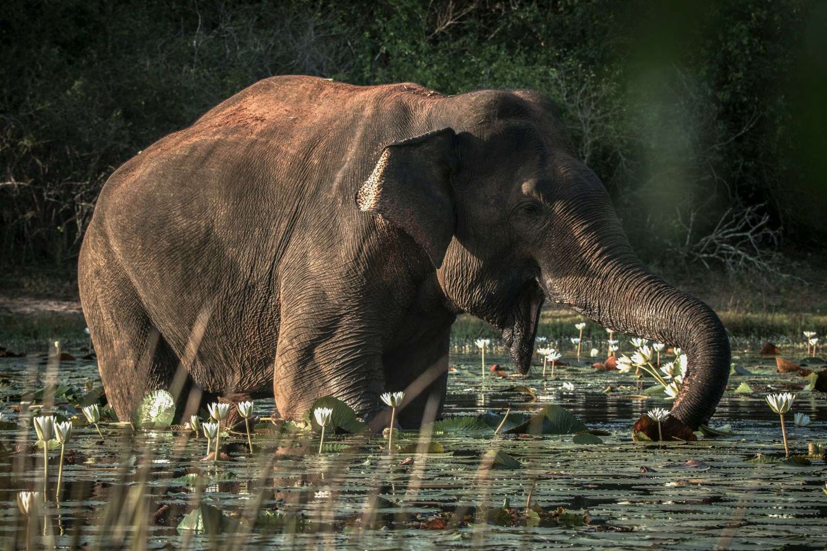  Photo Credit: Photo by Ranmali Kirinde on Unsplash