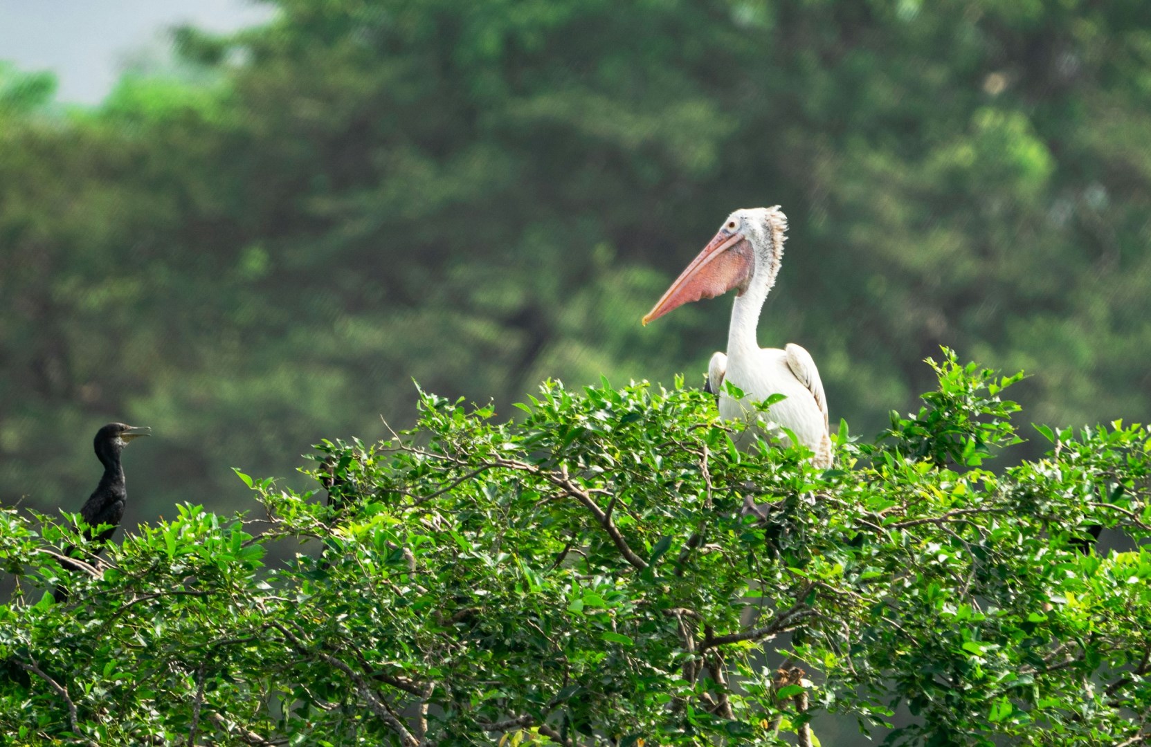  Photo Credit: Photo by Mosharraf Hossain on Unsplash