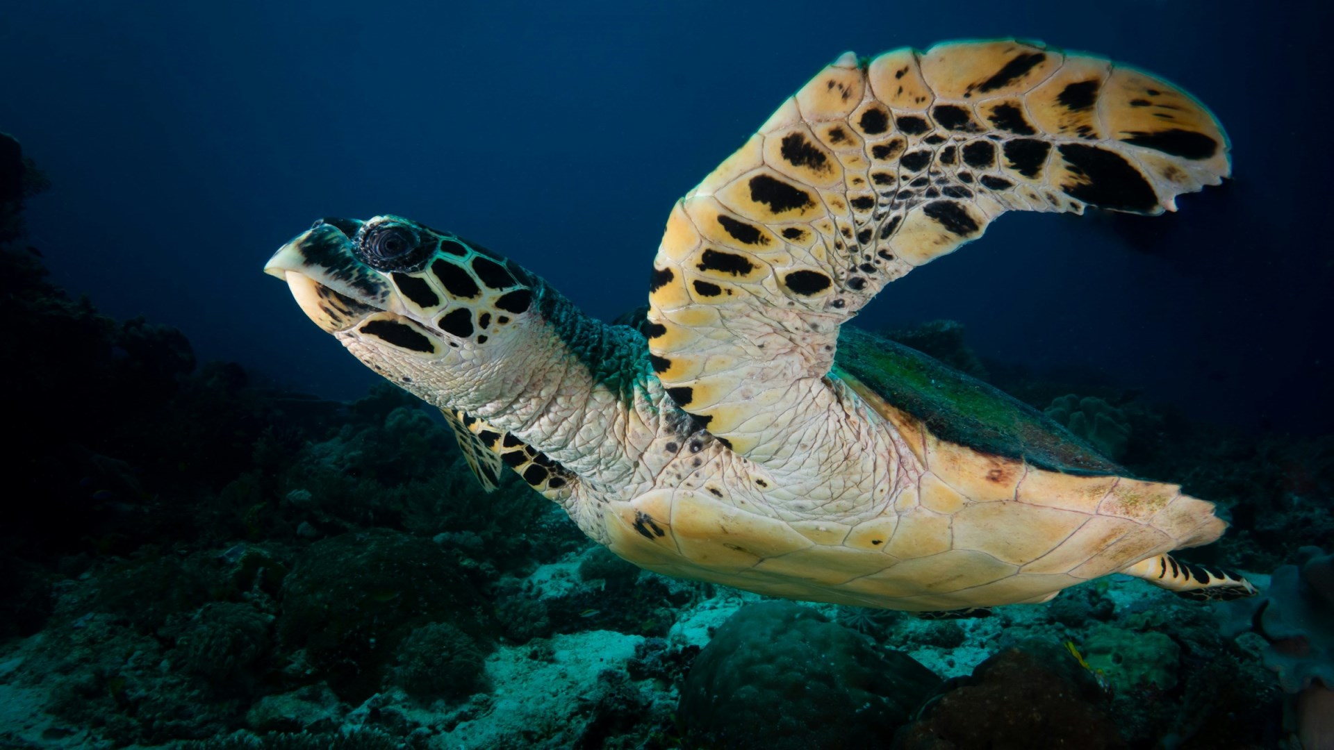 Hawksbill Sea Turtle at Dampier Strait - Photo Credit: Photo by Kris-Mikael Krister on Unsplash